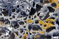 Lichen growing on volcanic rock