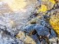 volcanic rocks on the shore of the sea wet by the waves and with a sea snail in the middle. Macro image Royalty Free Stock Photo