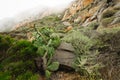 Volcanic rocks and tropical plants, huge cacti in bloom Royalty Free Stock Photo