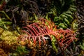 Volcanic vegetation