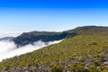 Volcanic vegetation, Piton de La Fournaise, Reunion Island