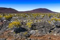 Volcanic vegetation, Piton de La Fournaise, Reunion Island