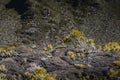 Volcanic vegetation, Piton de La Fournaise, Reunion Island