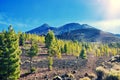 Volcano El Teide, Tenerife National Park. Pine forest on lava rocks in El Teide National park. Royalty Free Stock Photo