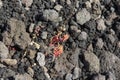 Small volcano flower on Etna volcano 