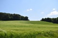 volcano hill with green wheat field and forest in springtime Royalty Free Stock Photo