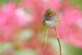 Volcano Hummingbird, Selasphorus flammula, animal in the nature habitat, mountain tropical forest, wildlife from Costa Rica