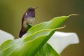 Volcano Hummingbird, Selasphorus flammula, small bird in the green leaves, animal in the nature habitat, mountain tropic forest Royalty Free Stock Photo