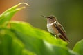 Volcano Hummingbird, Selasphorus flammula, small bird in the green leaves, animal in the nature habitat, mountain tropic forest Royalty Free Stock Photo