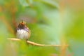 Volcano Hummingbird, Selasphorus flammula, small bird in the green leaves, animal in the nature habitat, mountain tropic forest, w