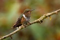 Volcano Hummingbird - Selasphorus flammula very small hummingbird bird which breeds only in the mountains of Costa Rica and Royalty Free Stock Photo