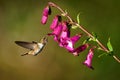 Volcano Hummingbird - Selasphorus flammula very small hummingbird which breeds only in the mountains of Costa Rica and Chiriqui, Royalty Free Stock Photo