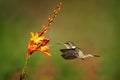 Volcano Hummingbird - Selasphorus flammula very small hummingbird which breeds only in the mountains of Costa Rica and Chiriqui, Royalty Free Stock Photo