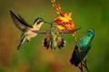 Volcano Hummingbird - Selasphorus flammula very small hummingbird which breeds only in the mountains of Costa Rica and Chiriqui, Royalty Free Stock Photo