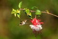 Volcano Hummingbird - Selasphorus flammula very small hummingbird which breeds only in the mountains of Costa Rica and Chiriqui, Royalty Free Stock Photo