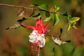 Volcano Hummingbird - Selasphorus flammula very small hummingbird which breeds only in the mountains of Costa Rica and Chiriqui, Royalty Free Stock Photo