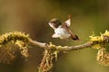 Volcano Hummingbird - Selasphorus flammula very small hummingbird which breeds only in the mountains of Costa Rica and Chiriqui, Royalty Free Stock Photo