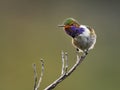 Volcano Hummingbird - Selasphorus flammula very small hummingbird which breeds only in the mountains of Costa Rica and Chiriqui, Royalty Free Stock Photo