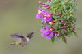 Volcano Hummingbird - Selasphorus flammula