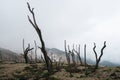 volcano landscape, dead forest, mysterious nature Royalty Free Stock Photo