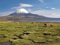 Volcano Parinacota and alpacas grazing in Chile