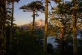 Volcano thru the Araucaria trees