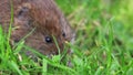 Vole, Cricetidae, Rodentia, eating grass besides a log in spring, scotland