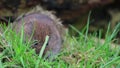 Vole, Cricetidae, Rodentia, eating grass besides a log in spring, scotland