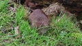 Vole, Cricetidae, Rodentia, eating grass besides a log in spring, scotland