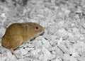 Vole on gravel Royalty Free Stock Photo