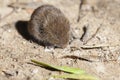 Vole - Microtus arvalis Royalty Free Stock Photo