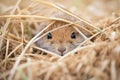 vole piling up dry grass for winter nest