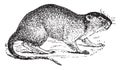 Vole or water rat, vintage engraving