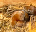 Voles can be in same nest without aggression Royalty Free Stock Photo