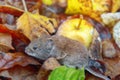 Voles feed on apples in garden