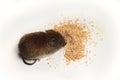 Mice are malicious pests of agriculture