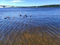 Volga river and highway bridge with ducks in Kostroma, Russia