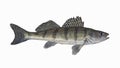 Volga zander. Zanderperch bersh fish isolated on white background. Walleye sander pikeperch fishing Royalty Free Stock Photo