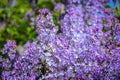 Lilac flowers blooming in Volgograd city