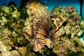 Volitan Lionfish Royalty Free Stock Photo