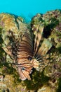 Volitan Lionfish Royalty Free Stock Photo