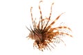 Volitan Lionfish Royalty Free Stock Photo