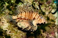 Volitan Lionfish in Aquarium Royalty Free Stock Photo