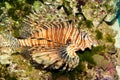 Volitan Lionfish in Aquarium Royalty Free Stock Photo
