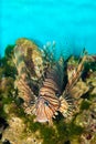 Volitan Lionfish in Aquarium Royalty Free Stock Photo