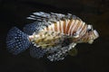 Volitan Lionfish Displaying in Aqaurium Royalty Free Stock Photo