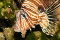 Volitan Lionfish Portrait in Aquarium Royalty Free Stock Photo