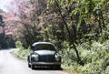 Volkswagen Beetle on the side road near prunus cerasoides tree Royalty Free Stock Photo