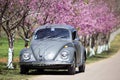 Volkswagen Beetle on the side road near prunus cerasoides tree