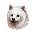 Volpino Italiano dog spitz type breed portrait isolated on white. Digital art illustration, animal watercolor drawing of hand